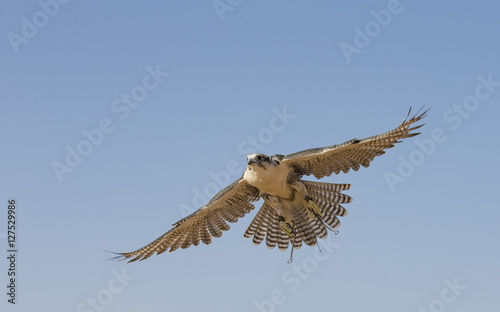Photography Falconer is training Peregrine Falcon in a desert near Dubai