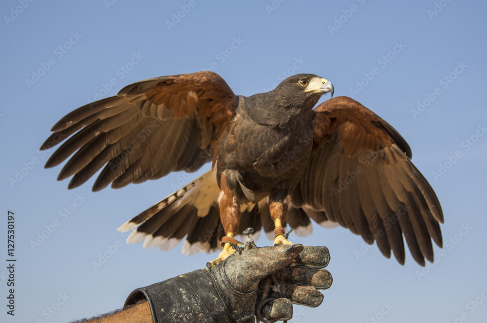 Fototapeta premium Harrier Hawk on a hand of its trainer near Dubai