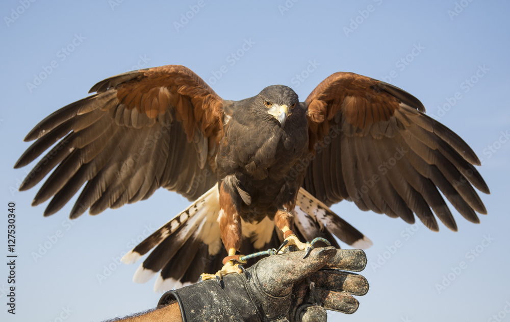 Naklejka premium Harrier Hawk on a hand of its trainer near Dubai