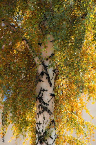 Fototapeta Naklejka Na Ścianę i Meble -  Jesienna brzoza 