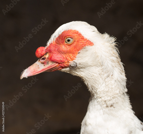 white duck on a farm © schankz