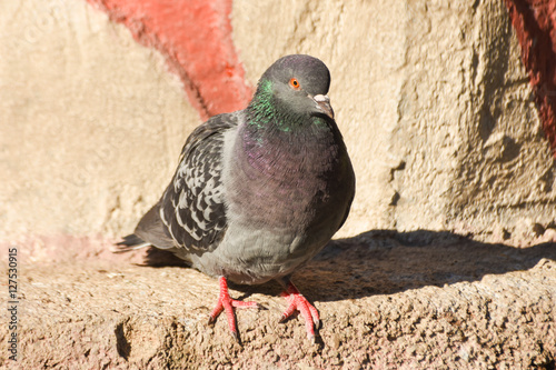 Pigeon standing on a stone, isolated.