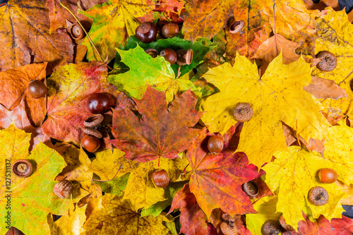 Hazelnuts  chestnuts and autumn leaves. Autumn scene. Autumn background. Fall. Nuts.