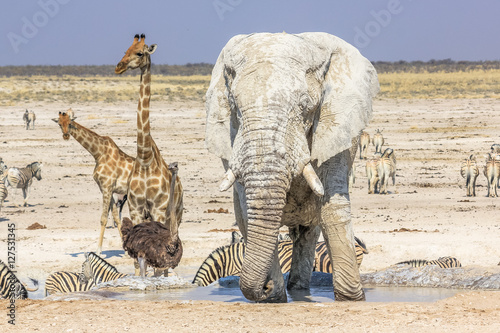 Fototapeta Naklejka Na Ścianę i Meble -  wild animals: zebras elephants giraffes ostriches springboks gemsboks gazelles warthogs drinking at pool in Namibian savannah of Etosha National Park, dry season in Namibia, Africa