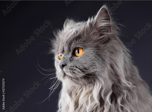 Persian grey cat photo