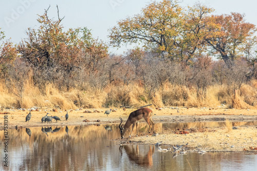 one impala reflecting in pool in Namibian savannah of Etosha National Park, dry season in Namibia, Africa