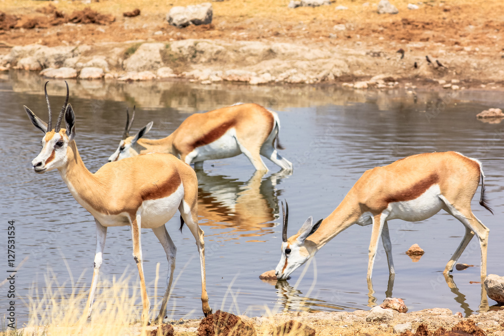 three springboks gazelles at pool in Namibian savannah of Etosha National Park, dry season in Namibia, Africa three springboks gazelles at pool in Namibian savannah of Etosha National Park, dry season in Namibia, Africa