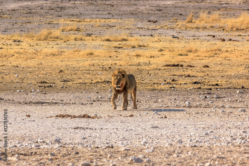 Fototapeta premium Male lion walking at sunset in desert savannah Etosha National Park, Namibia, Africa.