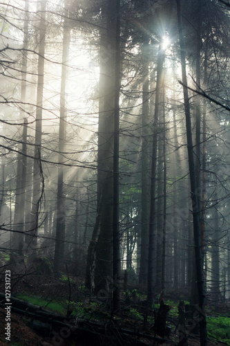 Fototapeta Naklejka Na Ścianę i Meble -  Promienie słońca w lesie