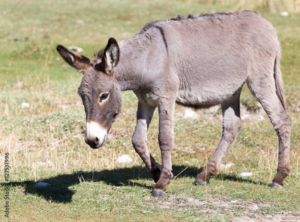 Naklejka premium Portrait of a donkey on the nature autumn