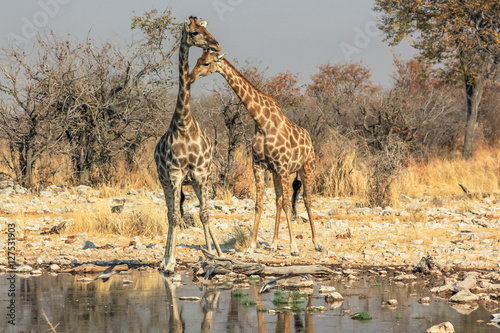 two giraffes reflecting in the pool in Namibian savannah of Etosha National Park  dry season in Namibia  Africa