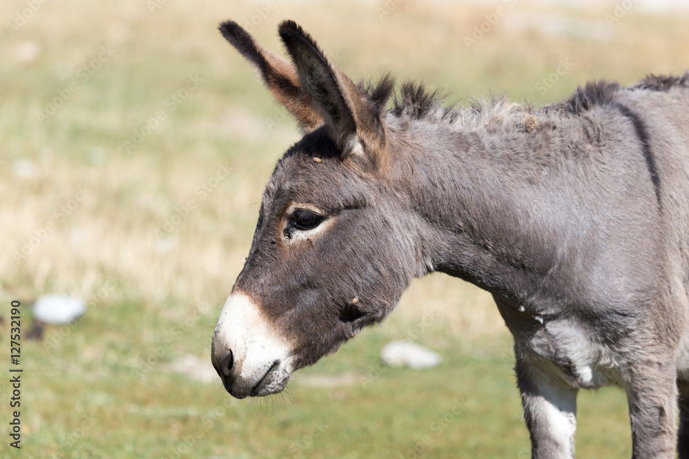 Portrait of a donkey on the nature autumn