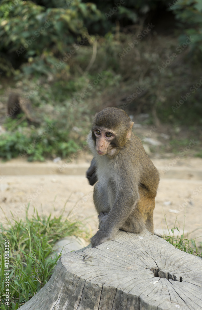 Young Macaque scratching
