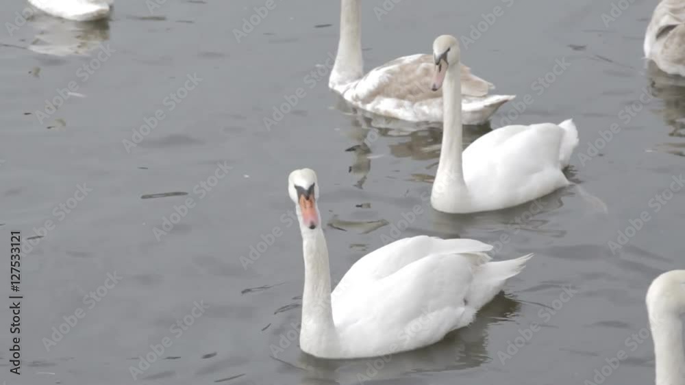 White swans on water. White swans swimming on river. Swimming birds White swans on water. White swans swimming on river. Swimming birds