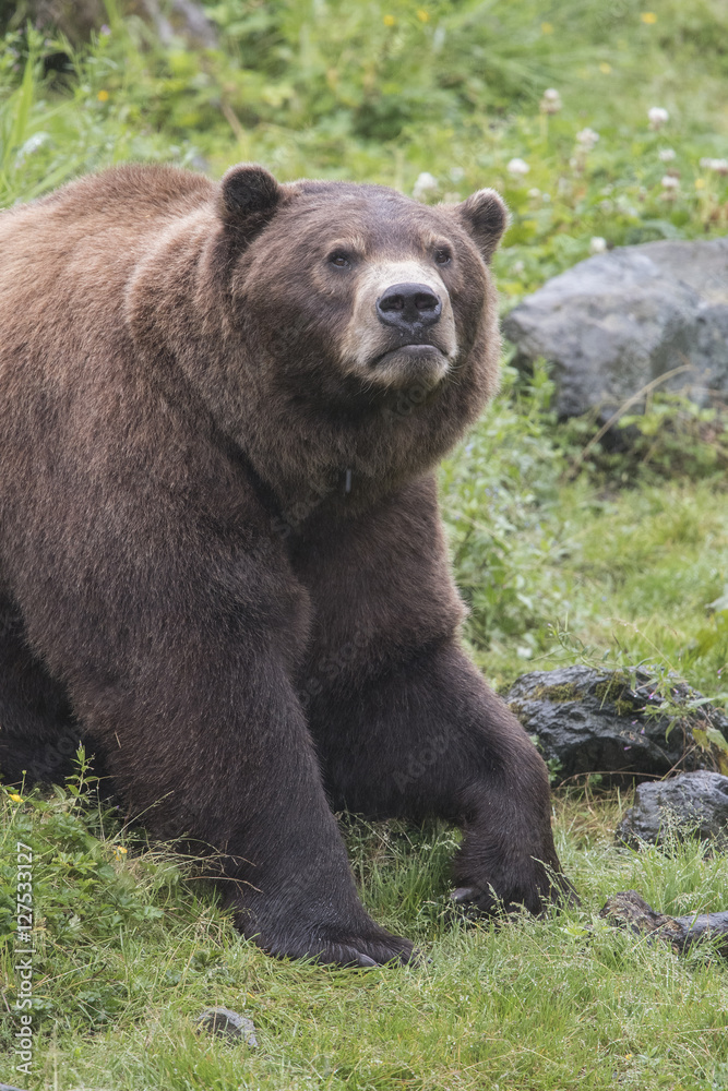 Brown Bear Sniffing the Air