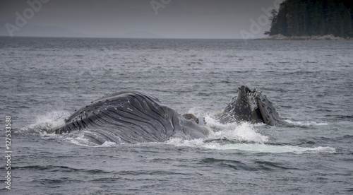 Lunge Feeding Humpback Whale