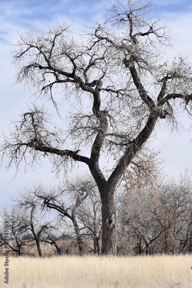 Obraz premium Solitary