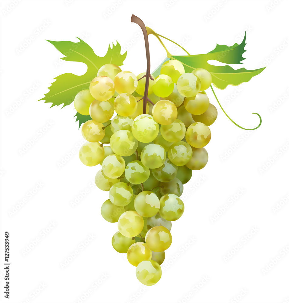 Ripe grape isolated on white. Vector illustration. Ripe grape isolated on white. Vector illustration.