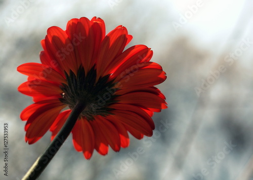 Czerwona gerbera