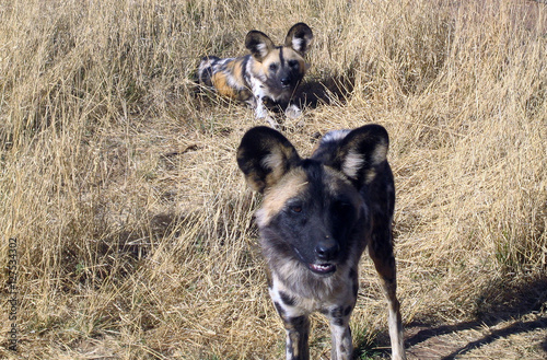 Wild Dogs in Namibia