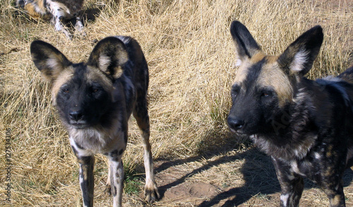 Wild Dogs in Namibia