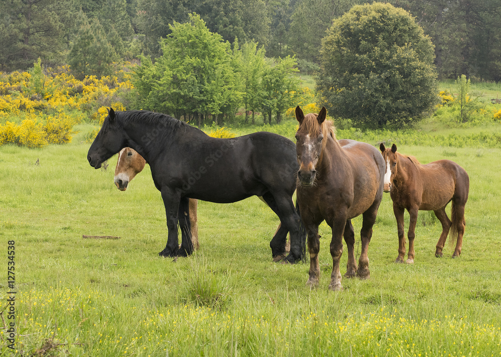 Draft Horses in Field, California Draft Horses in Field, California