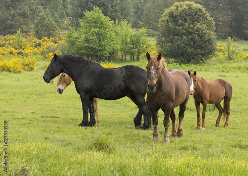 Draft Horses in Field, California © Betty Sederquist