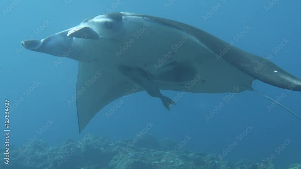 manta ray swimming in underwater manta ray swimming in underwater