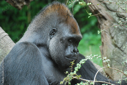 Sad Face of a Silverback Gorilla photo