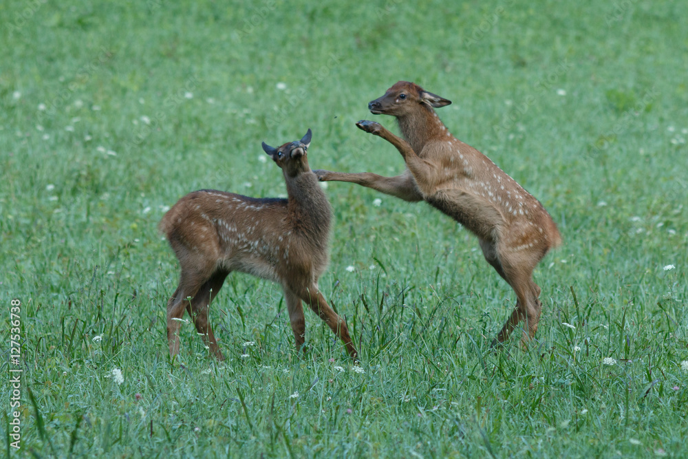 Elk calves playing Elk calves playing