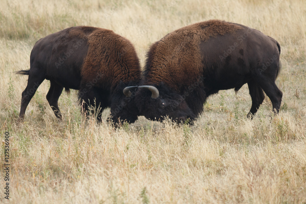 Buffalo sparring