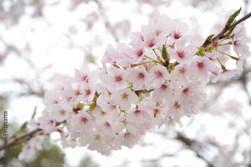 桜