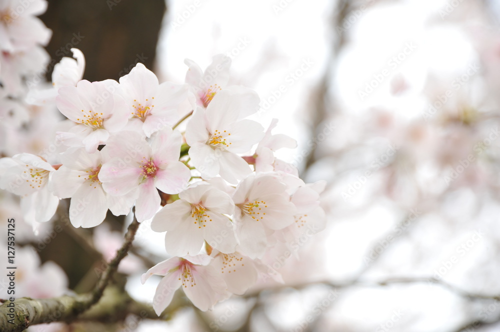 桜