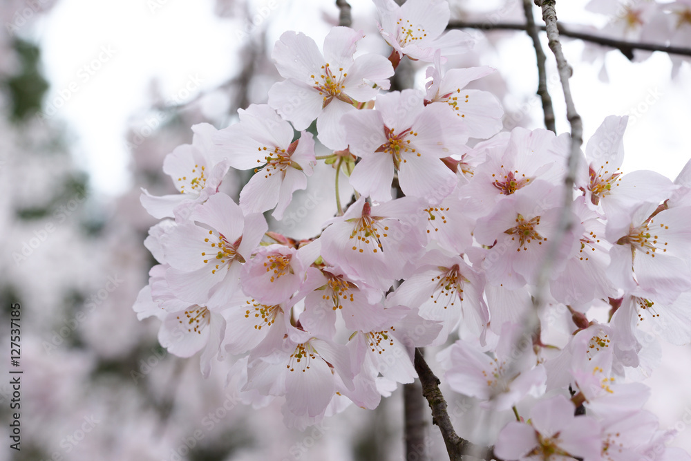 Naklejka premium 桜