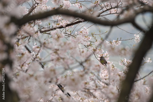 桜 © TOMOHITO YAMANISHI