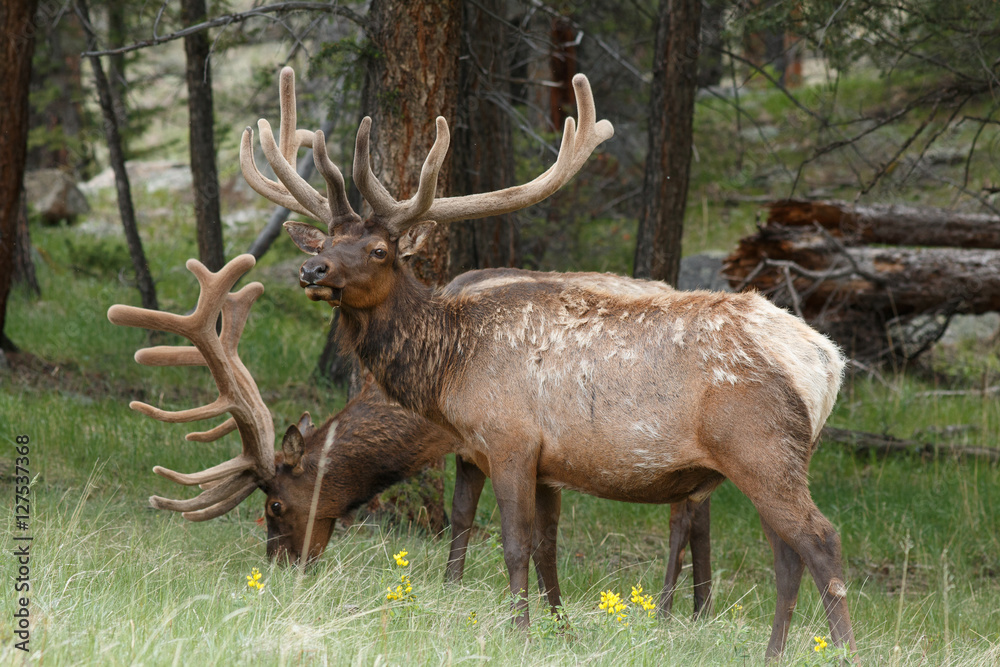 Bull elk Bull elk