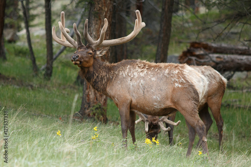 Bull elk © davidhoffmann.com