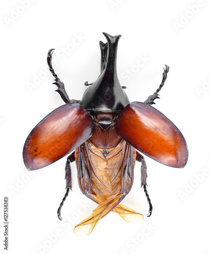 Black beetles isolated on white background. © evegenesis
