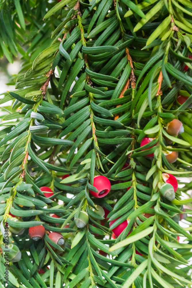 Yew tree with red fruits. Taxus baccata.