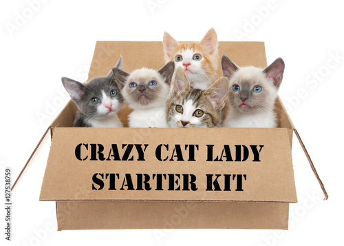 Photography Five assorted kittens in a brown box looking up, isolated on a white background