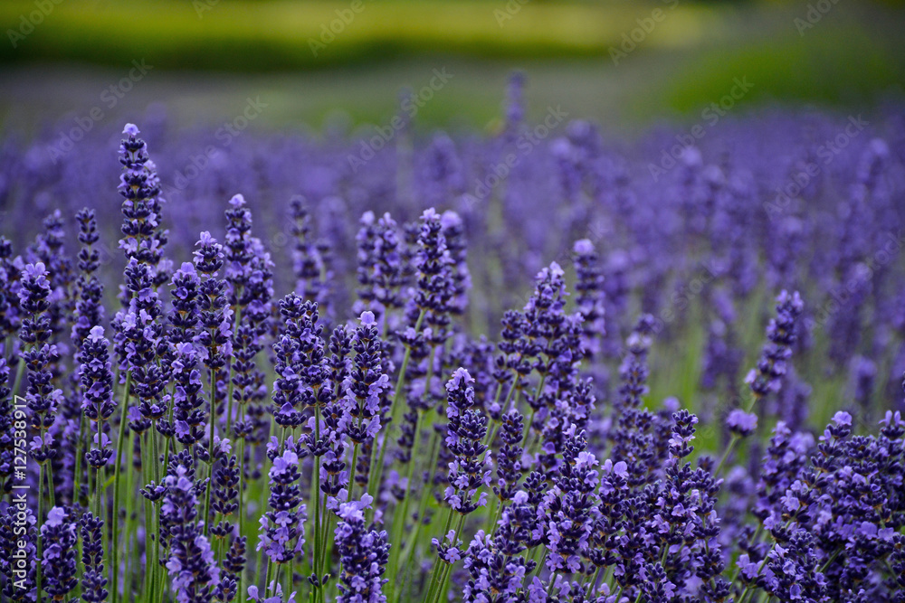 Naklejka premium Fragrant purple lavendar meadow