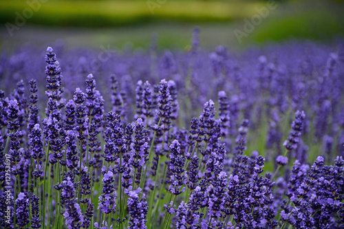 Fototapeta Naklejka Na Ścianę i Meble -  Fragrant purple lavendar meadow