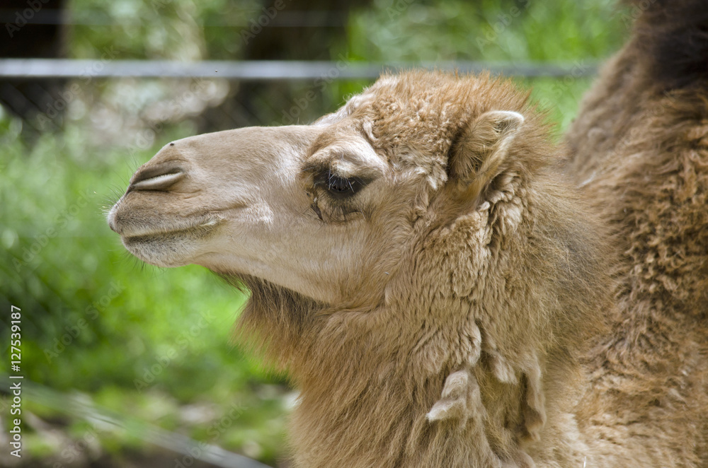 Fototapeta premium camel