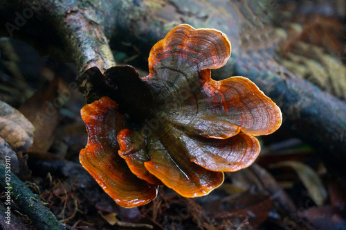  wild reishi mushroom