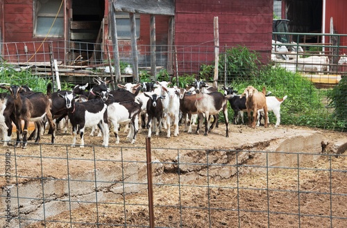 Tablou pe pânză Goat Herd