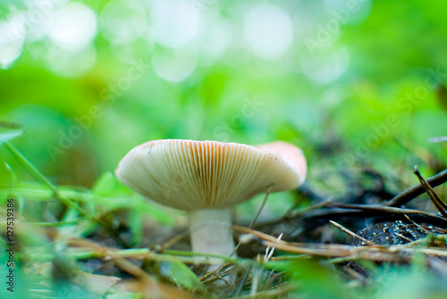 mushroom russula in the forest. bokeh 
