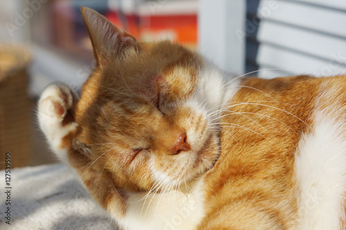 毛づくろいをする茶猫