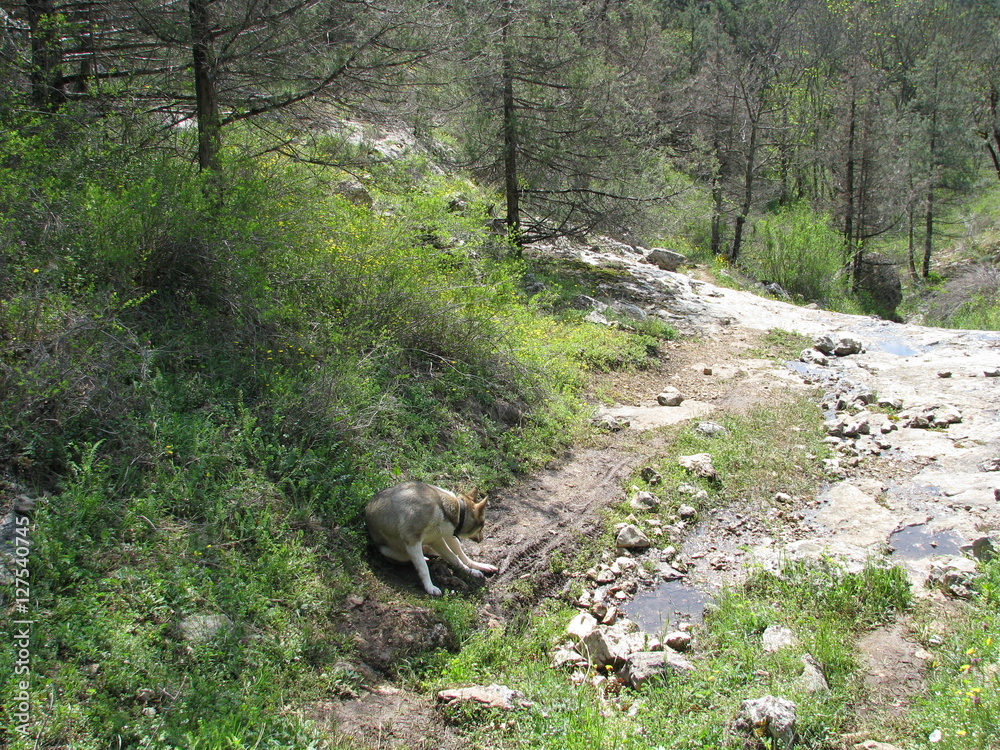 Naklejka premium Дорога в Крыму