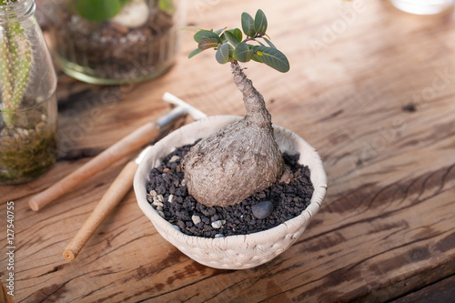 Phyllanthus Mirabilis the caudex plant in white pot on wood background with garden tools photo