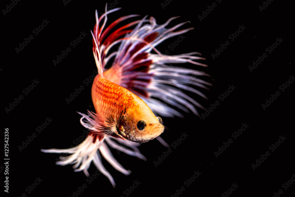 Fototapeta premium The Siamese fighting fish the freshwater fish who have amazing colourful on body,fin and long tail